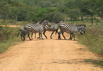 Uganda wildlife Safari