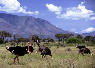 Kidepo National park